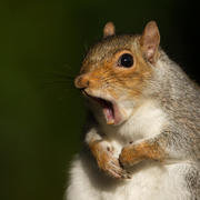 Adam Skvorak Adam Skvorak