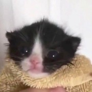 Yehor Holovakhin Yehor Holovakhin