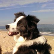 Aleksandr Vechenkov Aleksandr Vechenkov