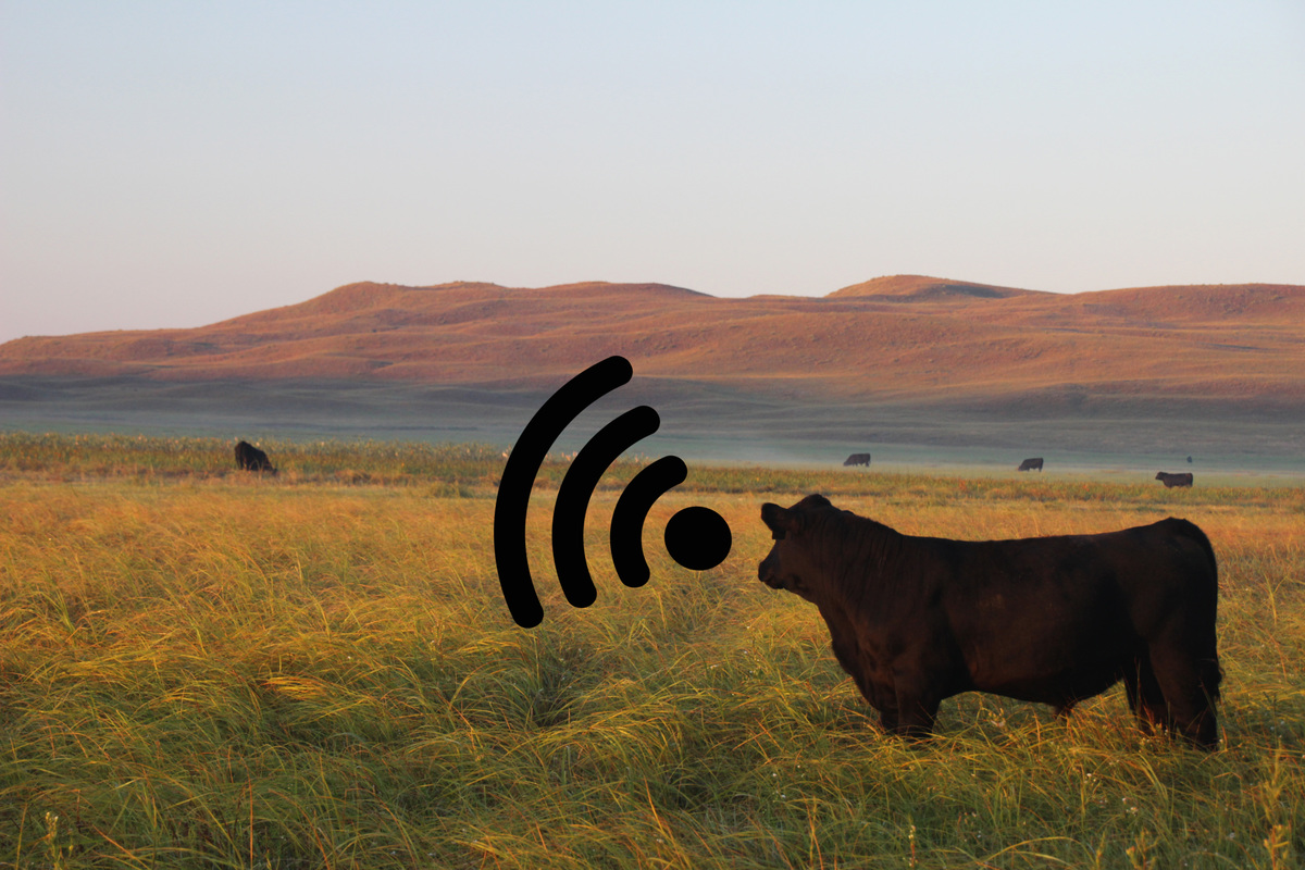 The Internet of Cows