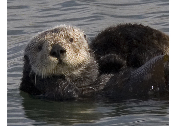 Enhydra Lutris Nereis – screenshot 1