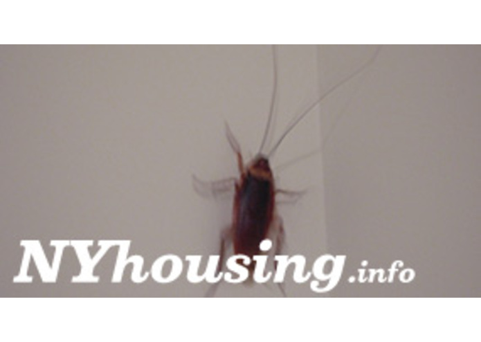 NYhousing.info  – screenshot 1