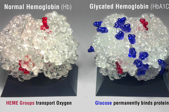 Hemoglobin A1C Educational Kit