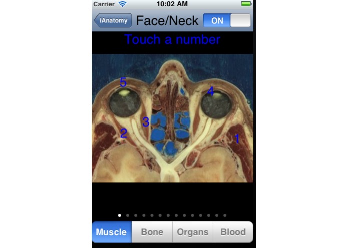 iAnatomy – screenshot 2