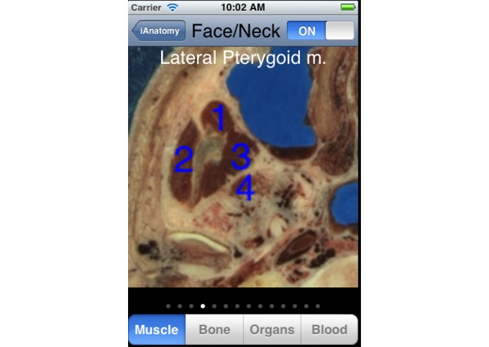iAnatomy – screenshot 4
