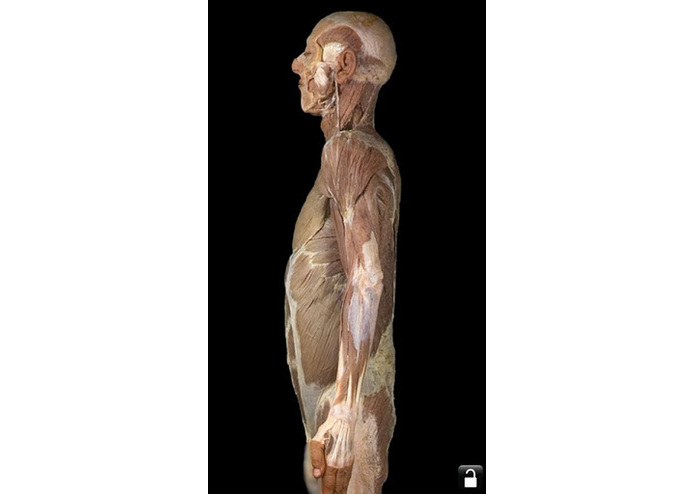 AnatomyLab – screenshot 1