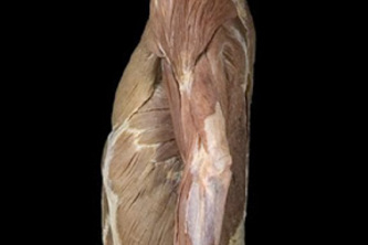 AnatomyLab