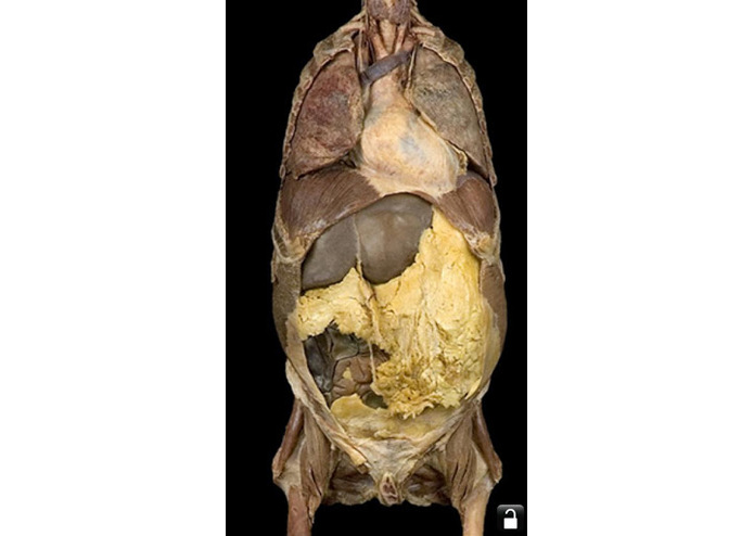 AnatomyLab – screenshot 3
