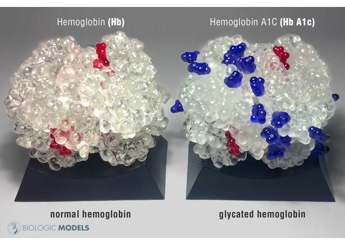 Hemoglobin A1C Educational Kit – screenshot 1