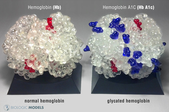 Hemoglobin A1C Educational Kit