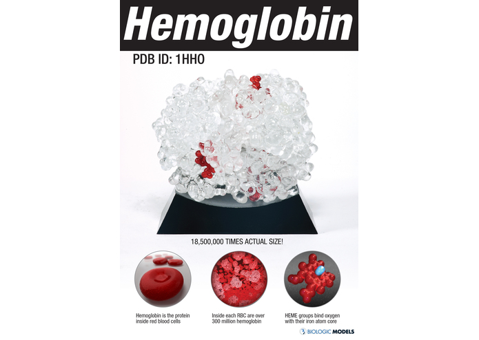 Hemoglobin A1C Educational Kit – screenshot 2