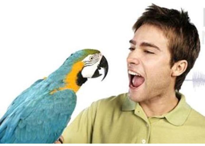 Speak Perfect English - Basic – screenshot 1