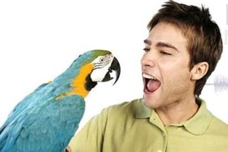 Speak Perfect English - Basic