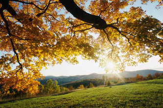 MARTINIAMINC Curriculum Program