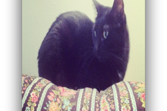 My CATS
