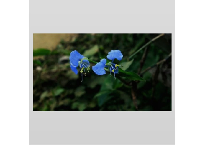 Photo Gallery – screenshot 6