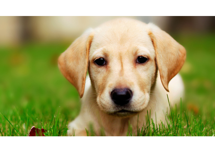 ILostMyPuppy... – screenshot 1