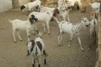 Indus Farm