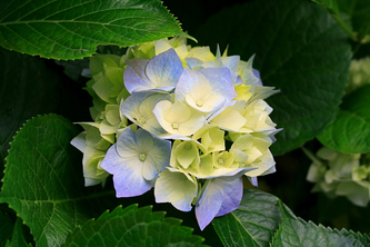 Nahid test