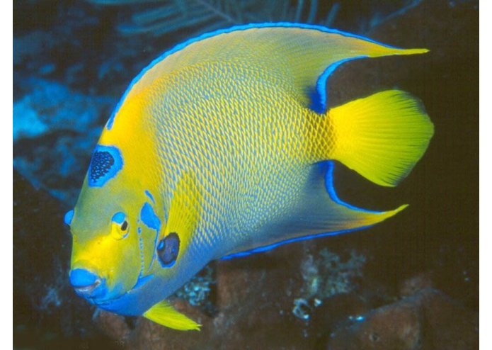 DreamBank – screenshot 1