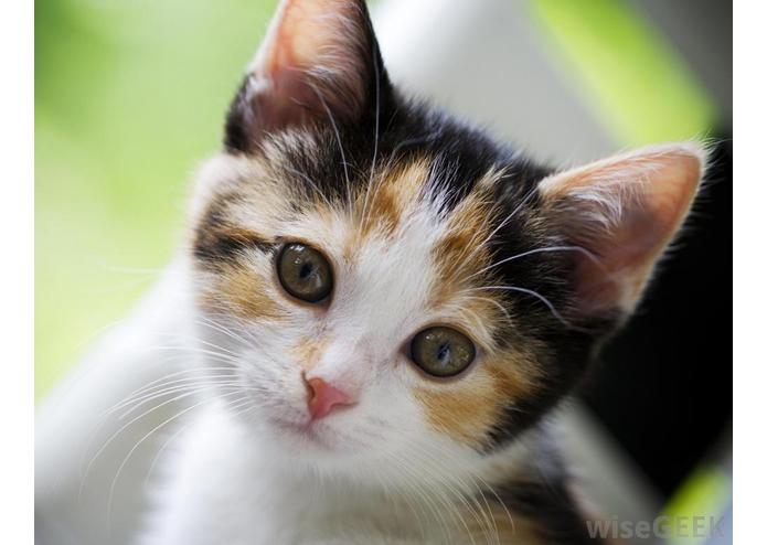 Cat Facts – screenshot 1