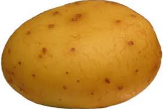 Potato