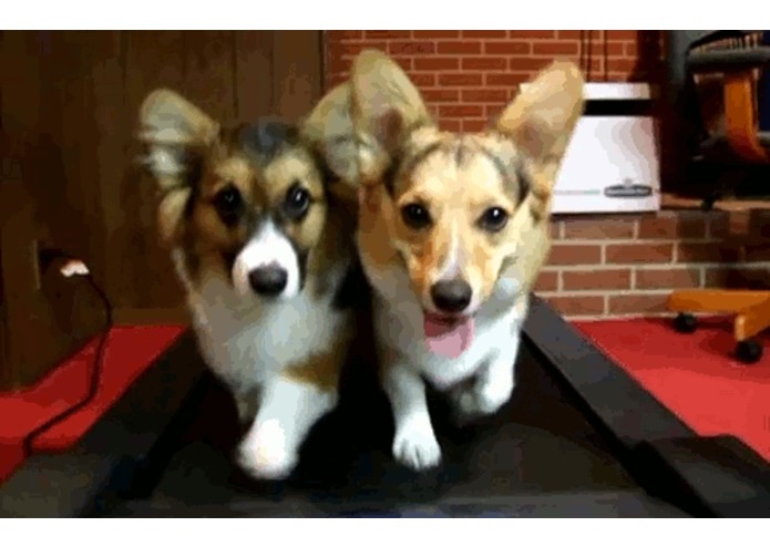 Puppies- First-Time Hacker – screenshot 1