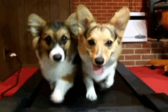 Puppies- First-Time Hacker