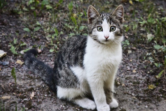HarassCat