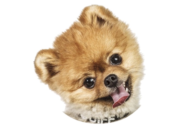 DawgFace – screenshot 1