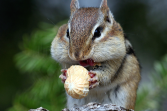 nut