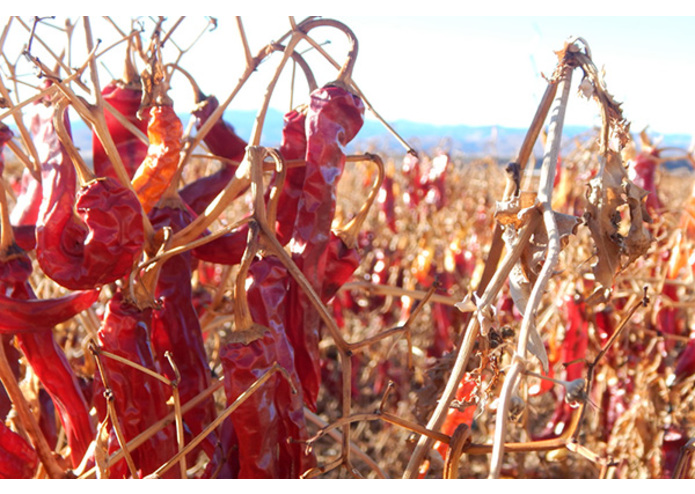 New Mexico Vacation – screenshot 1