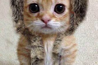 Stock Trading Strategy Analyzer 