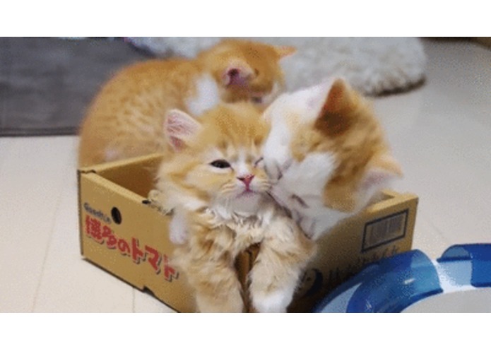 EmergencyTxt – screenshot 1