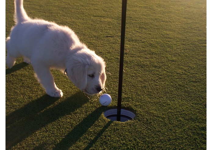 Virtual Puppies – screenshot 1