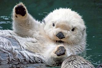 Jade Make Me A Sandwich