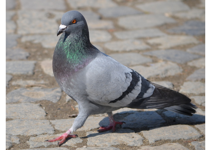 Pigeon Simulator – screenshot 1