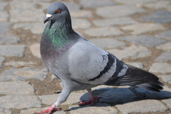 Pigeon Simulator