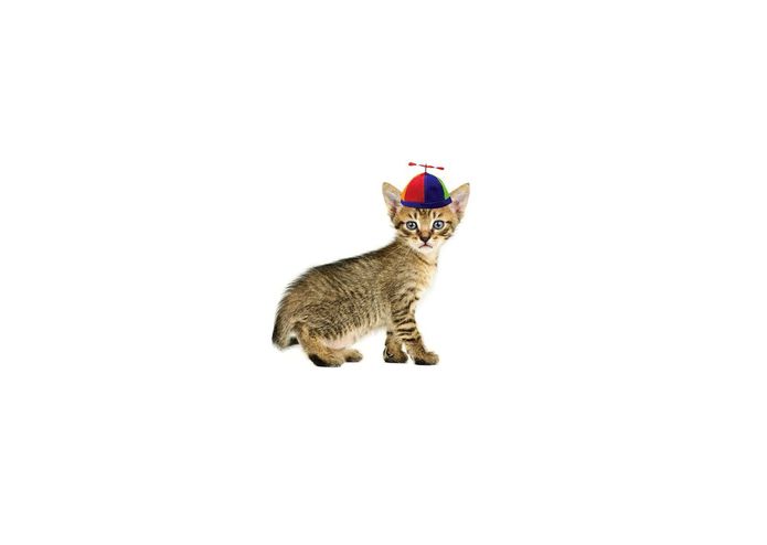 PropellerPet – screenshot 1