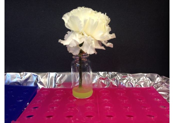 Bio-Luminescence at Work  – screenshot 1