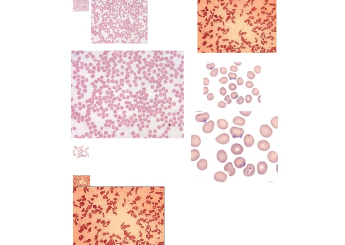 Celluscope – screenshot 3