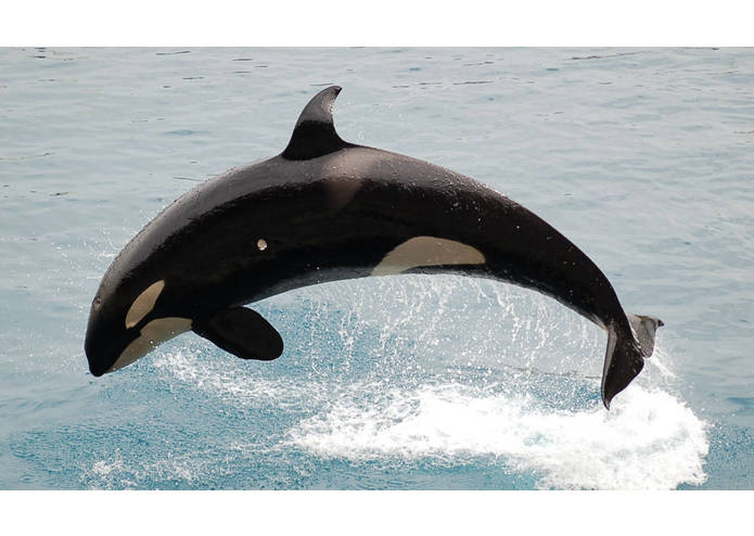 orcas from mayorca – screenshot 1