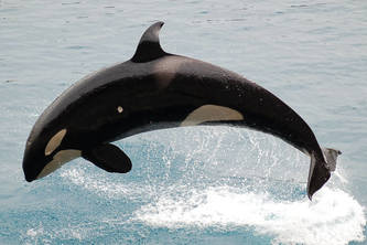 orcas from mayorca