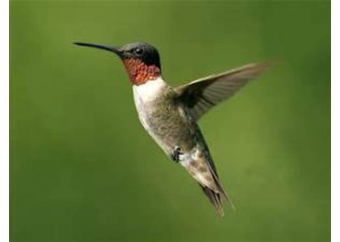 animal-recognition – screenshot 2