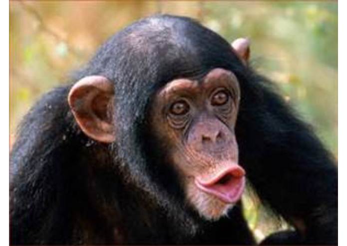 animal-recognition – screenshot 3