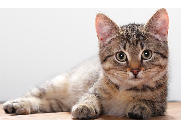 animal-recognition – screenshot 4