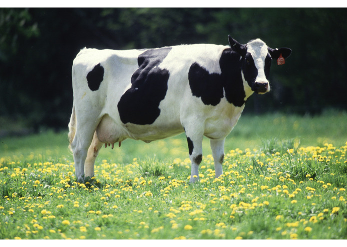 animal-recognition – screenshot 7