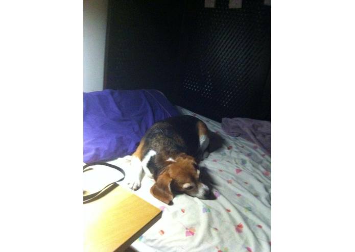 Happy Dog! – screenshot 4