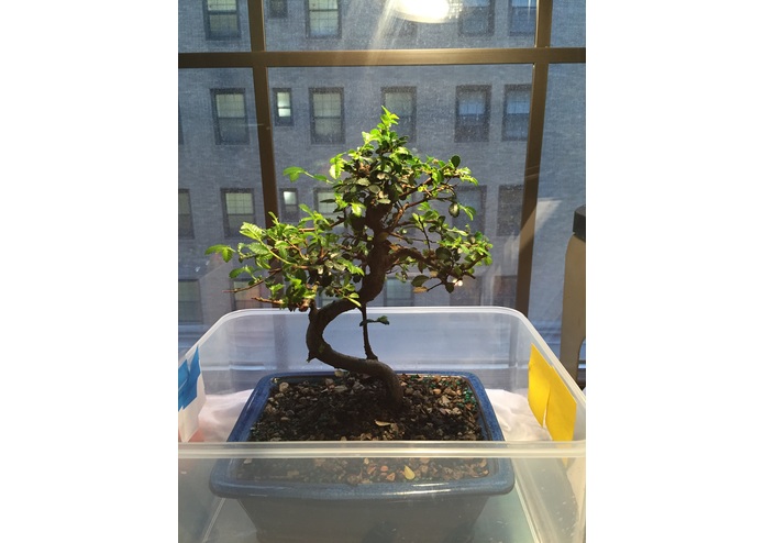 Bonsai Bubble – screenshot 2