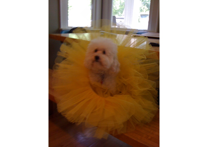 Dalvonic – screenshot 1